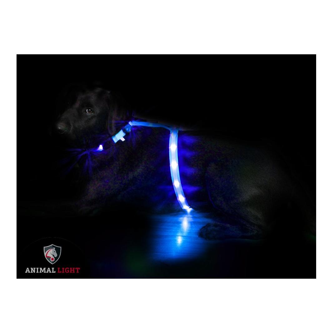 Image of Animal Light Leucht - Hundegeschirr "Ninja" - blau - Glacier-deepsea - bei myluckydog.ch