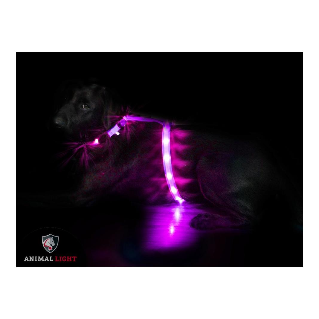 Image of Animal Light Leucht - Hundegeschirr "Ninja" - rosa/pink bei myluckydog.ch