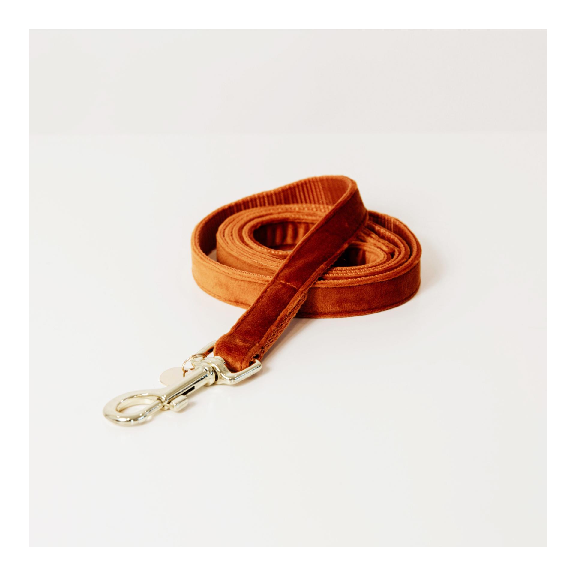 Image of Kentucky Dogwear Hundeleine Velvet - Orange - bei myluckydog.ch