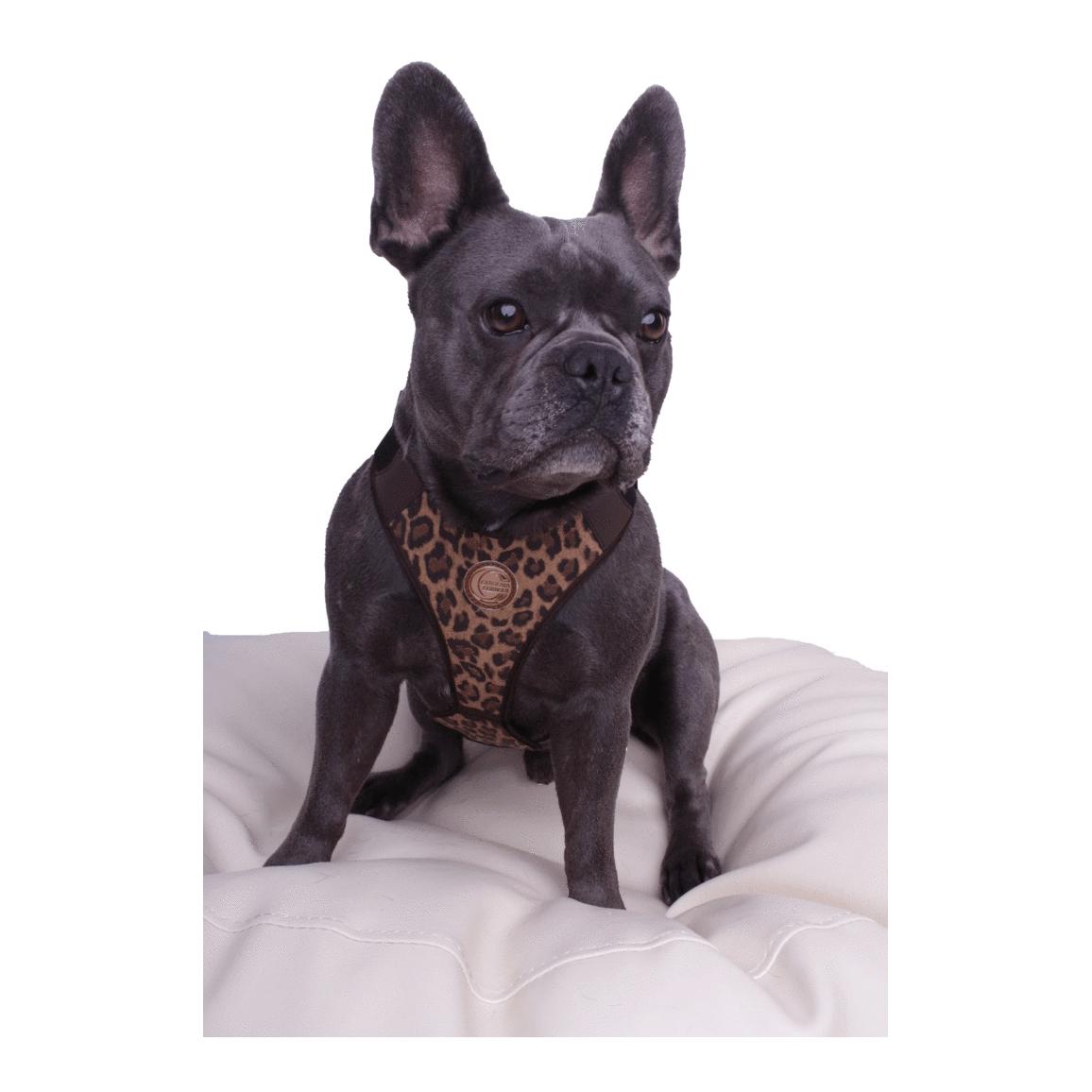 Image of Carolina Corrodi Hundegeschirr Kairo - leoprint bei myluckydog.ch