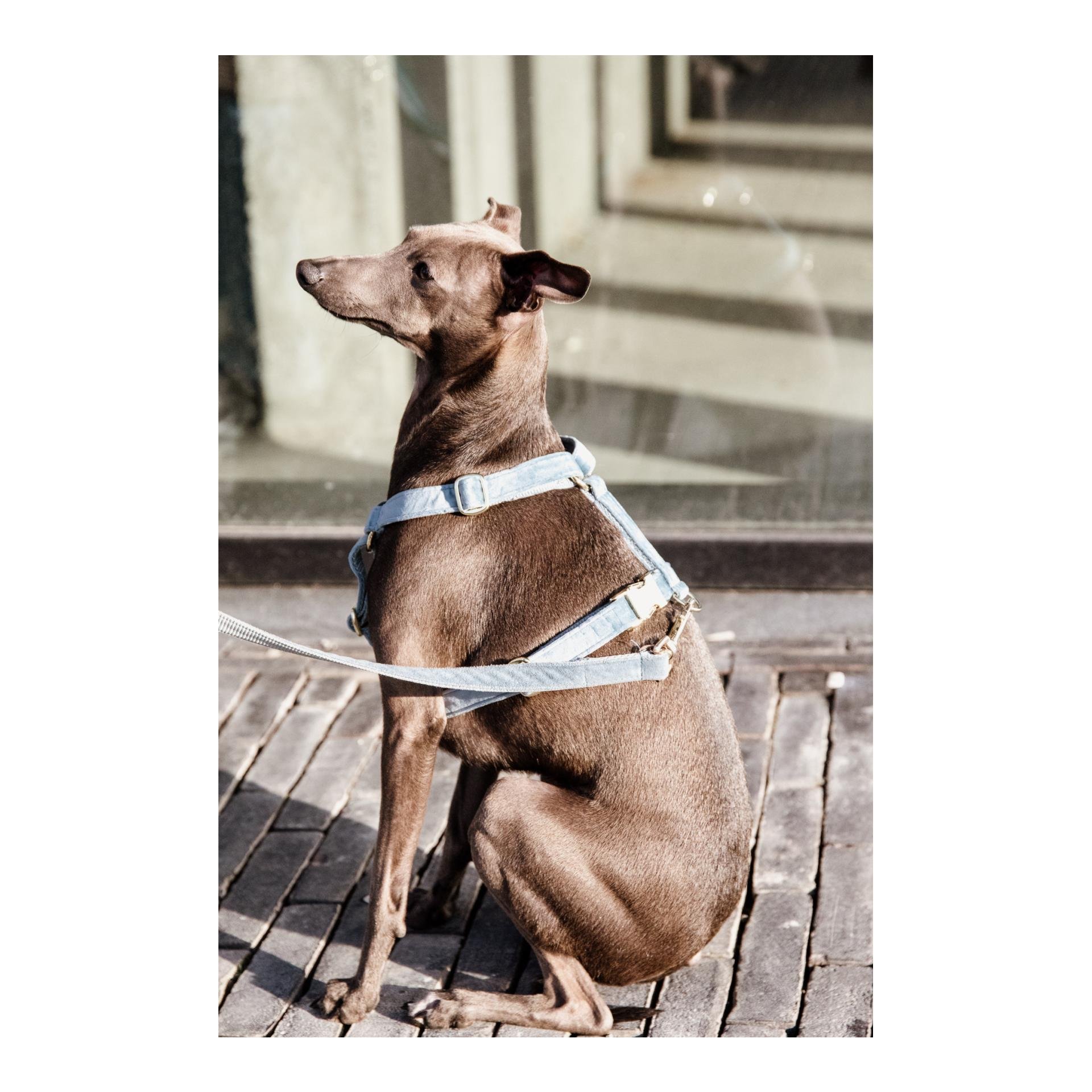 Harnais pour chien ajustable velvet chien actif - KENTUCKY DOGWEAR -  COLLIERS ET LAISSES CHIEN 