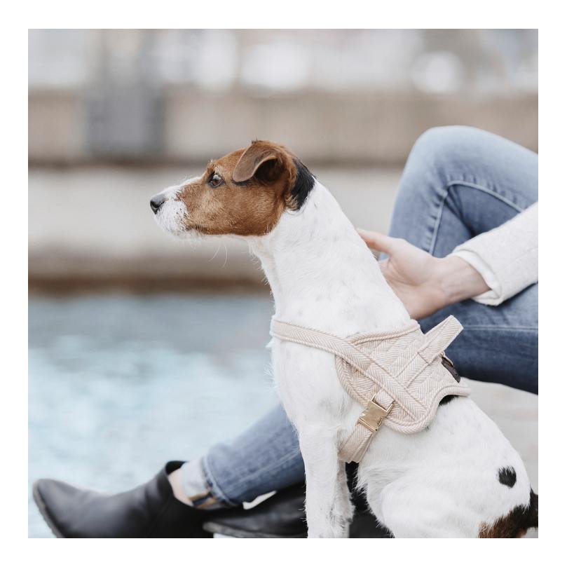 Harnais pour chien beige, Gala – Cafide Pets