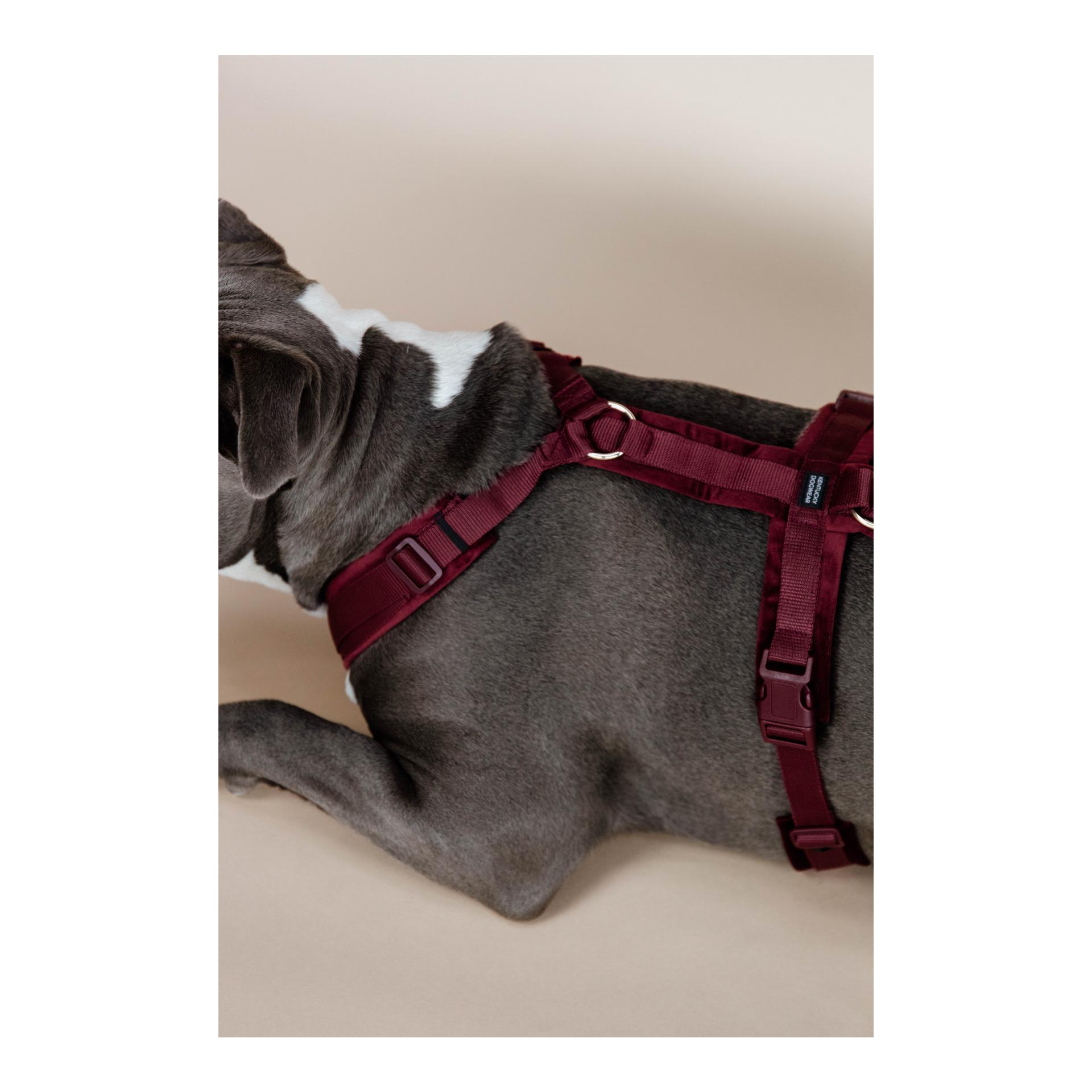 Harnais pour chien ajustable velvet chien actif - KENTUCKY DOGWEAR -  COLLIERS ET LAISSES CHIEN 